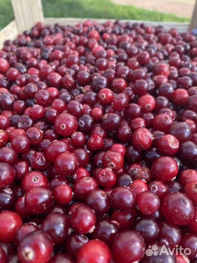 Клюква свежая
