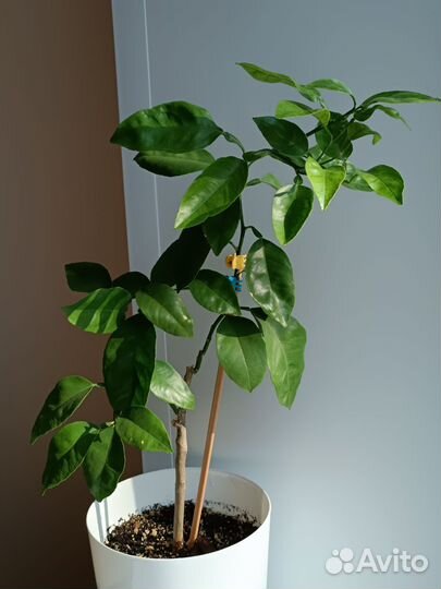 Цитрус Апельсин Валенсия