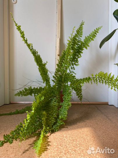 Папоротник