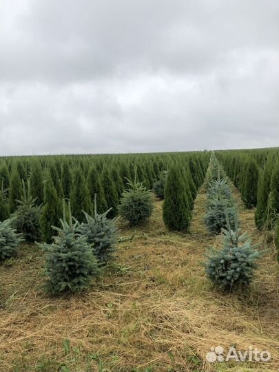Туя 100см