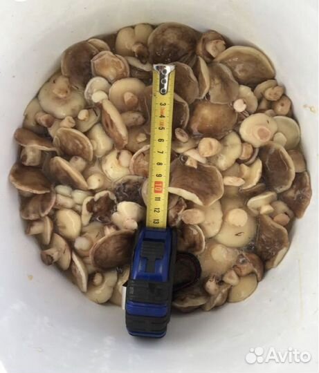 Маринованые грибы оптом