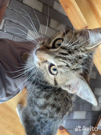 Улечный кот