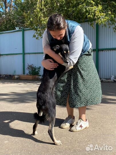 Нужны волонтеры для выгула собак в приюте