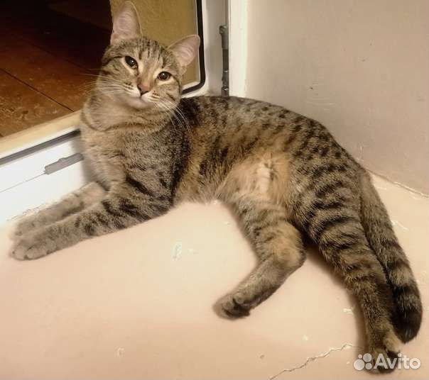 Кошка Бэмби