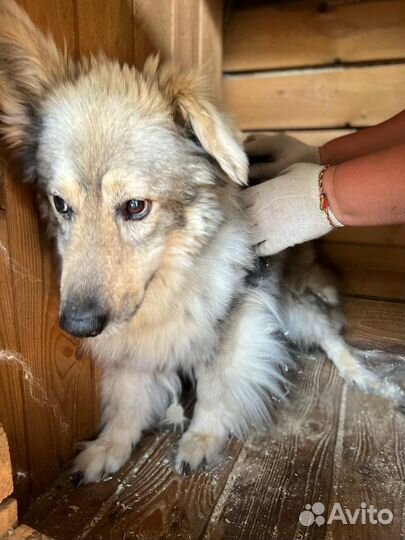 Собака трусишка ищет защиты