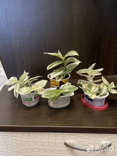 Традесканция