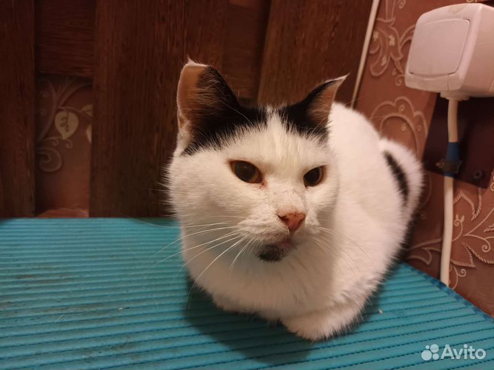 Кошка в добрые руки