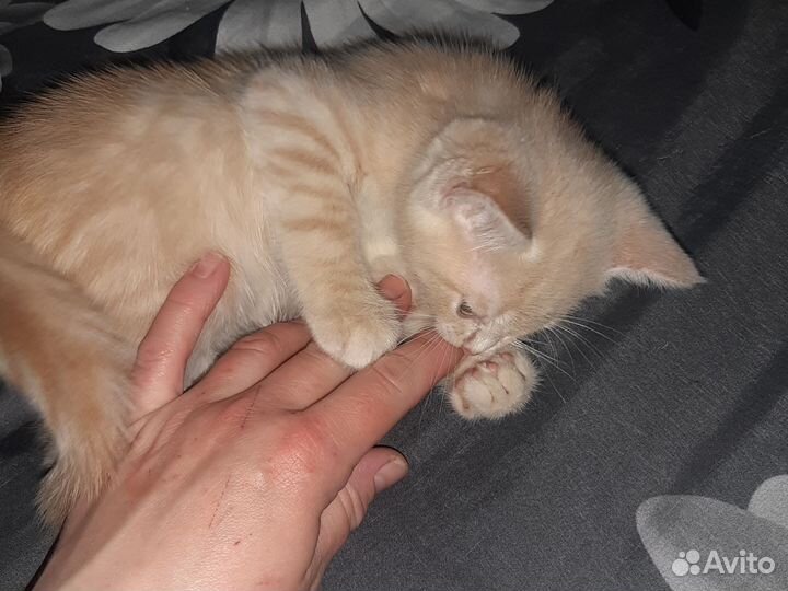 Котенок (мальчик)