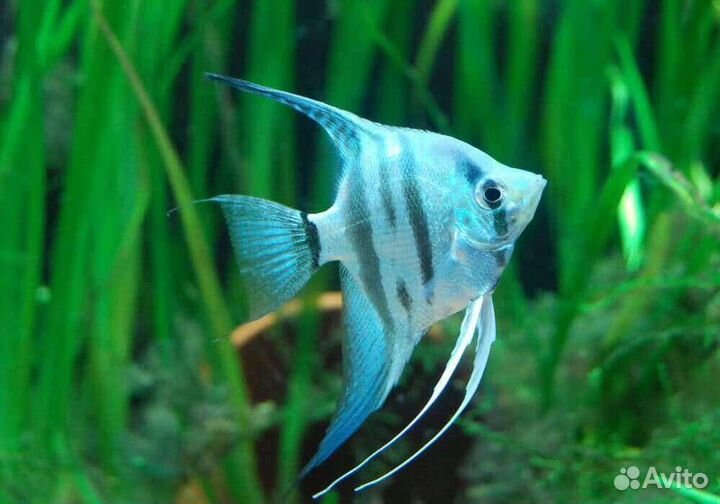 Рыба-большой выбор