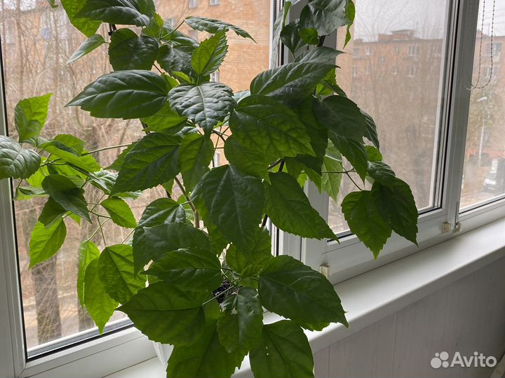 Гибискус красный махровый, алоэ