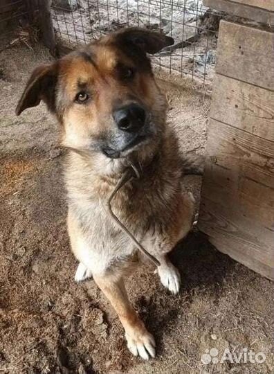 Особенная собака ищет дом