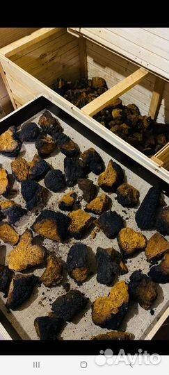 Березовый гриб Чага продам чагу куски и крошка