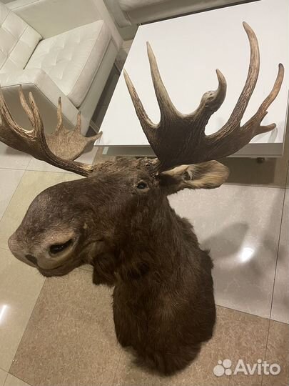 Голова лося чучело