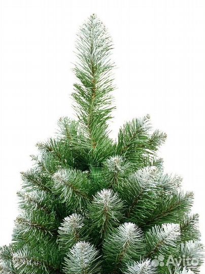 Ель Королева белоснежная премиум 120 - 180 см