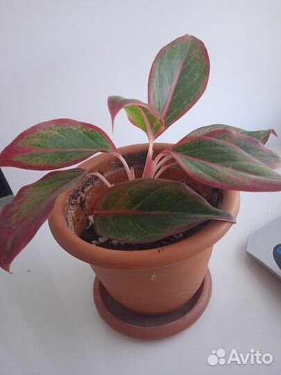 Аглаонема Крит