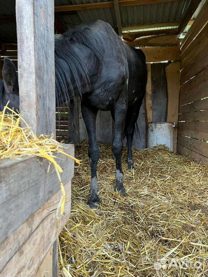 Къ жеребчик