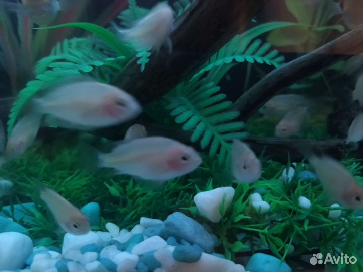 Фламинго рыбка