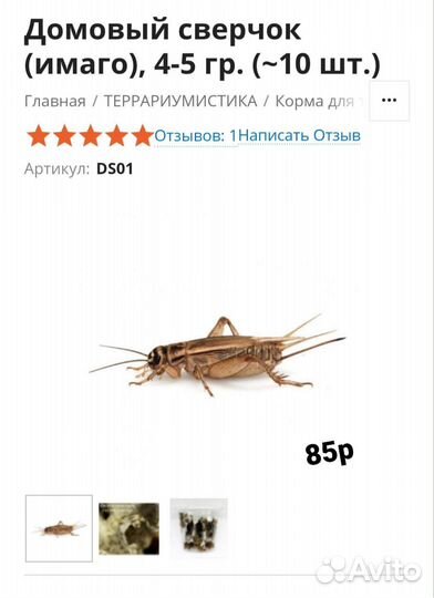 Кормовые насекомые