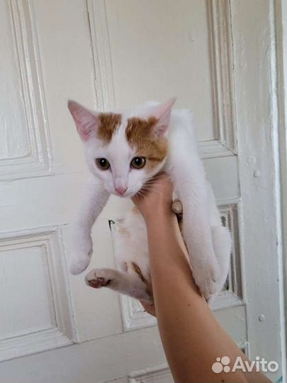 Котёнок в ответственные руки. Казань-Альметьевск