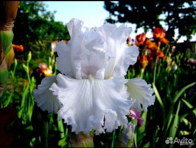 Ирисы сортовые бородатые