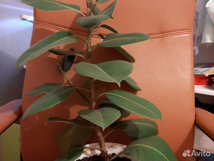 Гиппеаструм