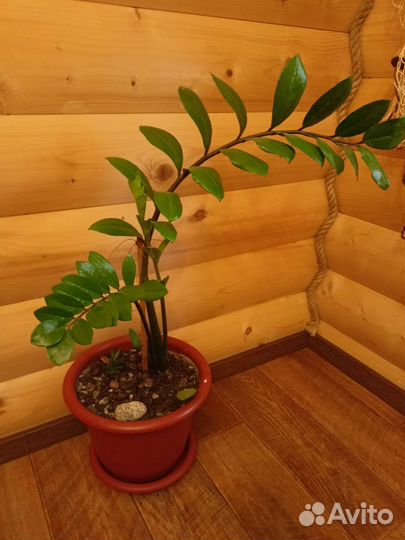 Замиокулькас зензи вариегатный