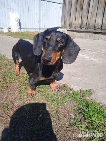 Такса бесплатно