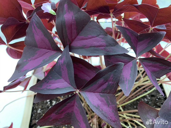 Кислица (оксалис)