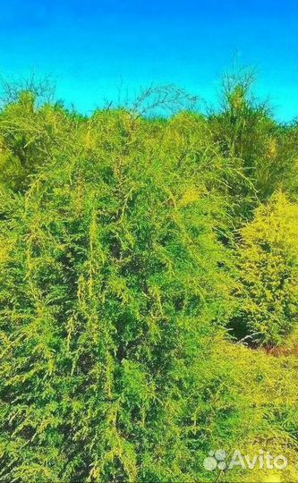 Туя брабант