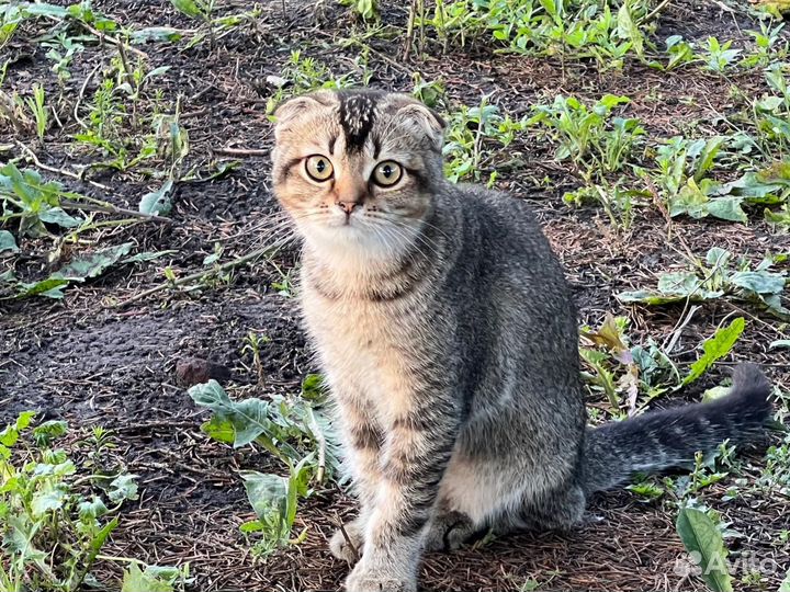 Шотландская вислоухая