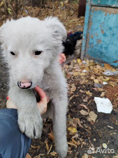 Щенок в добрые руки бесплатно