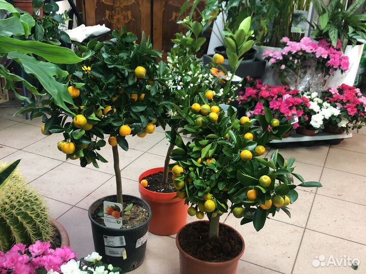 Цитрусовое дерево