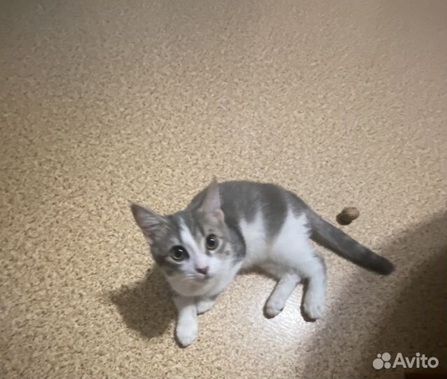 Кошки в добрые руки