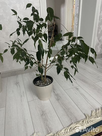 Домашние цветы