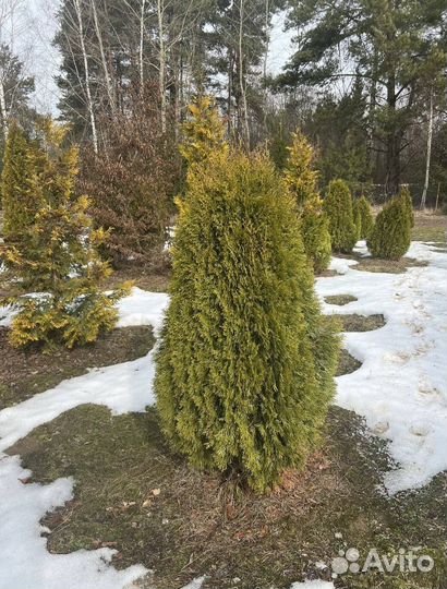 Можжевельник казацкий зеленый