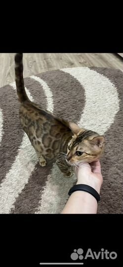 Бенгальская кошка