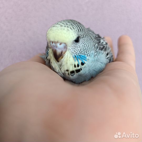 Выставочный попугай чех