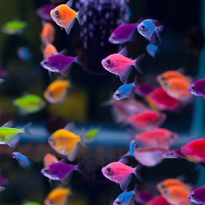 Тернеция glofish