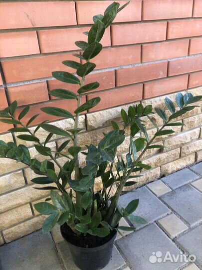 Замиокулькас