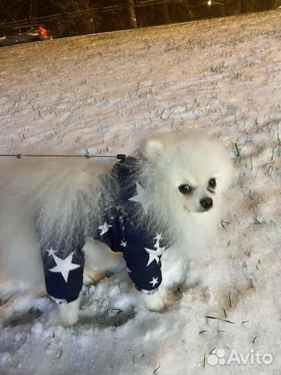 Комбинезон для собаки