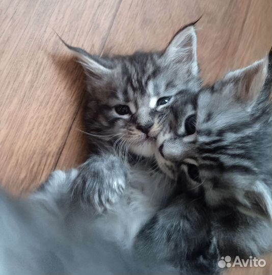 Котята Мейн-кун