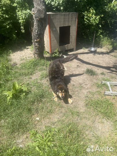 Собака в добрые руки отдам бесплатно