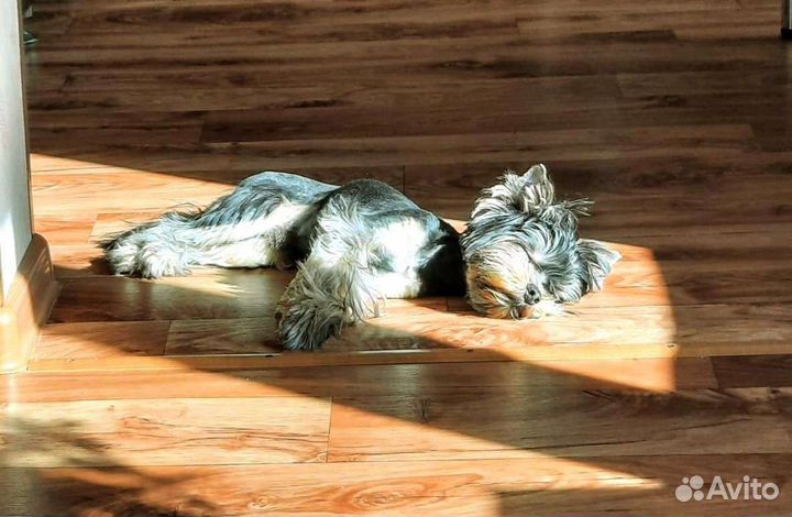 Йоркширский терьер мини вязка