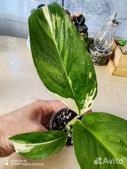 Спатифиллум Пикассо