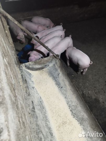 Поросята