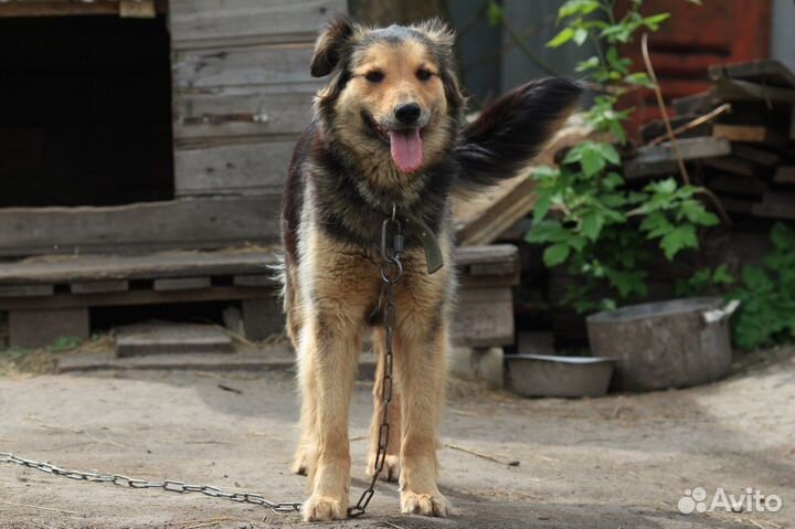 Собака в добрые руки