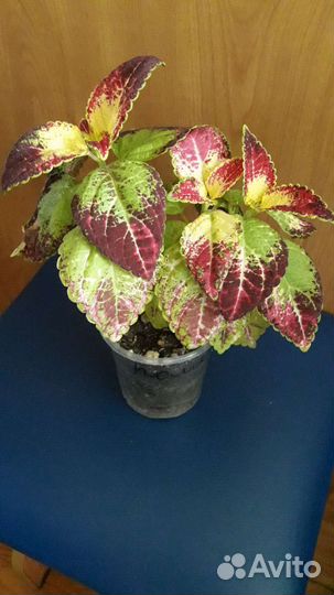 Спатифиллум, драцена, колеус аватар