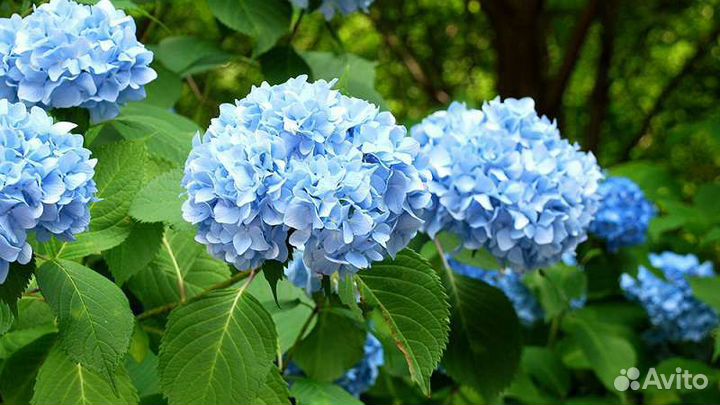 Гортензии крупнолистные двухлетки