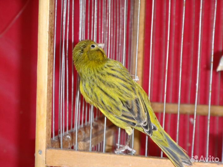 Кенары зеленые