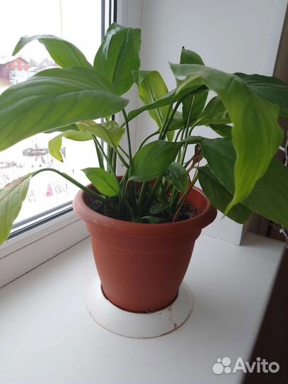 Цветы для дома